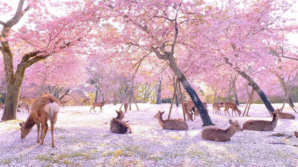 奈良公園(980) 奈良公園(980)