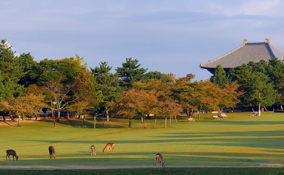 奈良公園2 奈良公園2