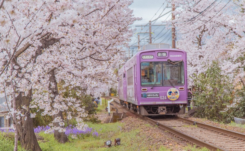 嵐電櫻花隧道 嵐電櫻花隧道