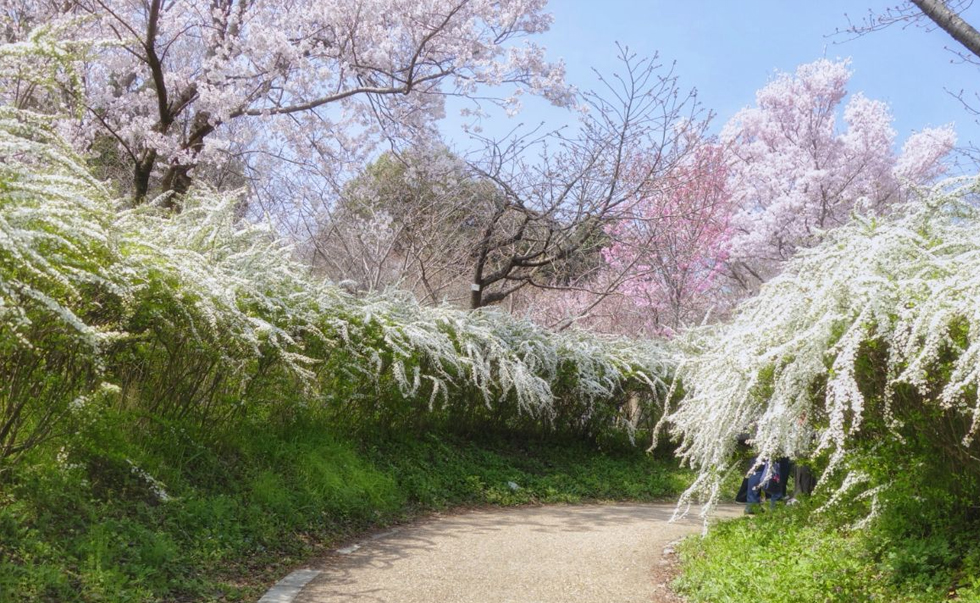 京都府立植物園和半木之道 京都府立植物園和半木之道