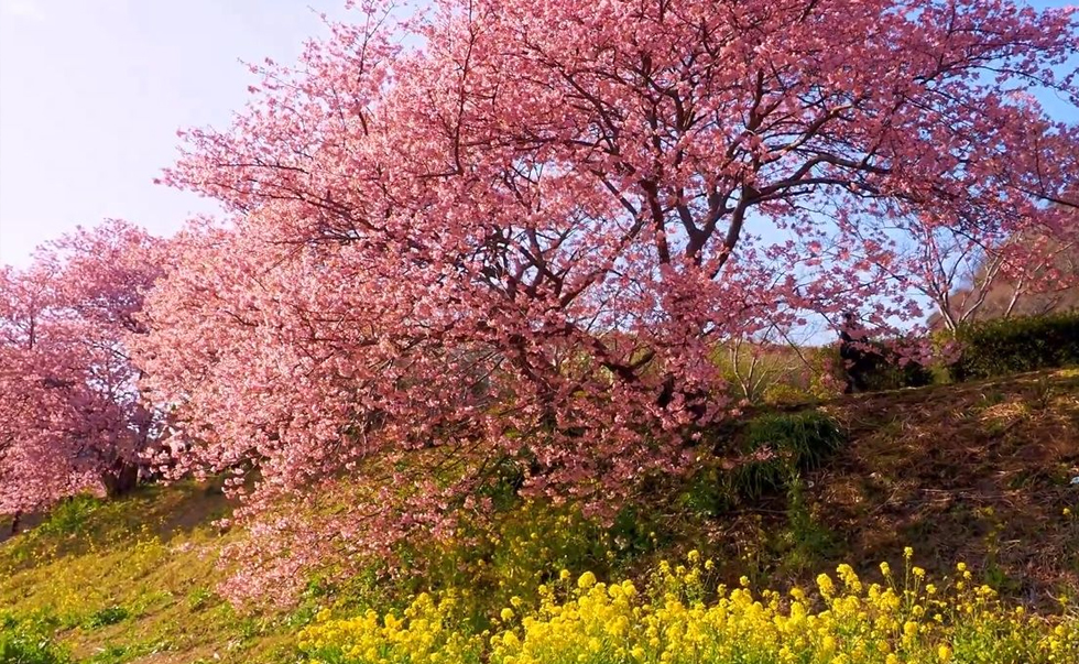 河津櫻油菜花 河津櫻油菜花