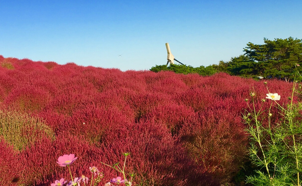 國營常陸海濱公園1