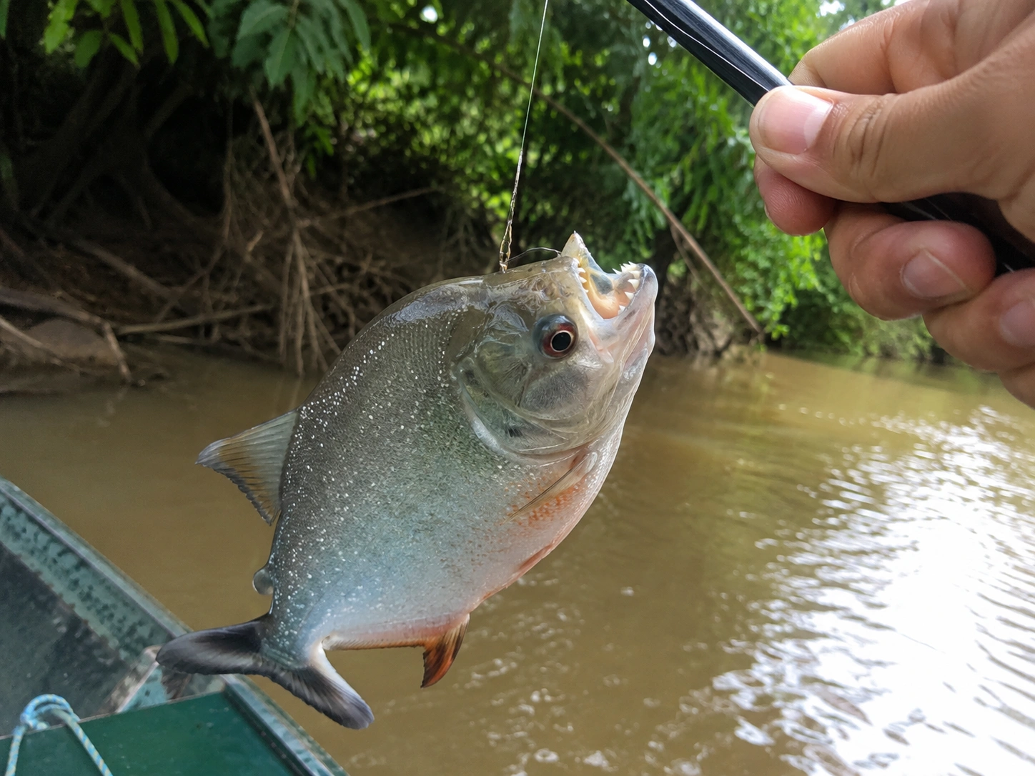 1785483997756808.webp 亞馬遜河食人魚.webp