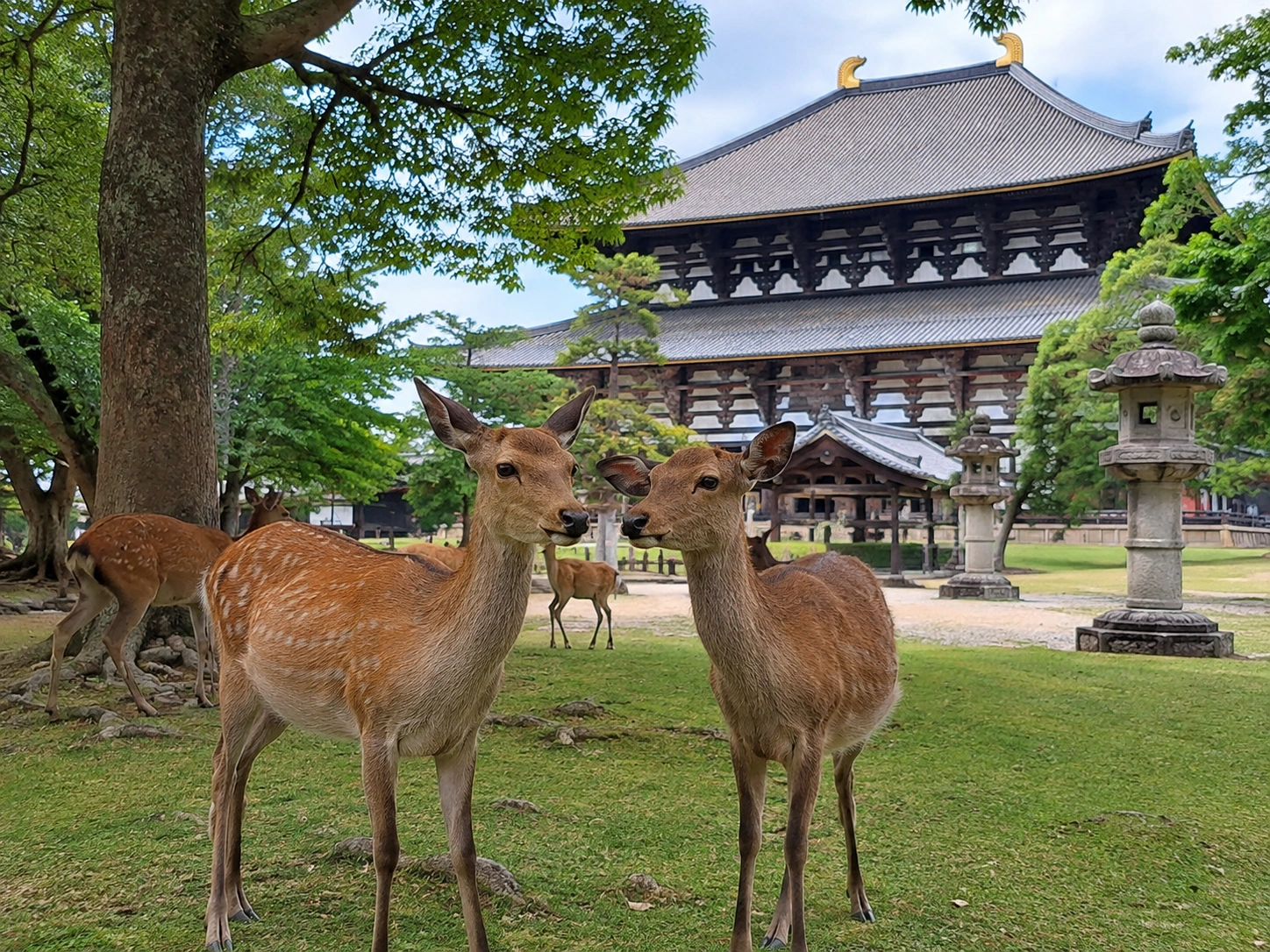 1785996474172475.webp 奈良公園小鹿與古寺.webp