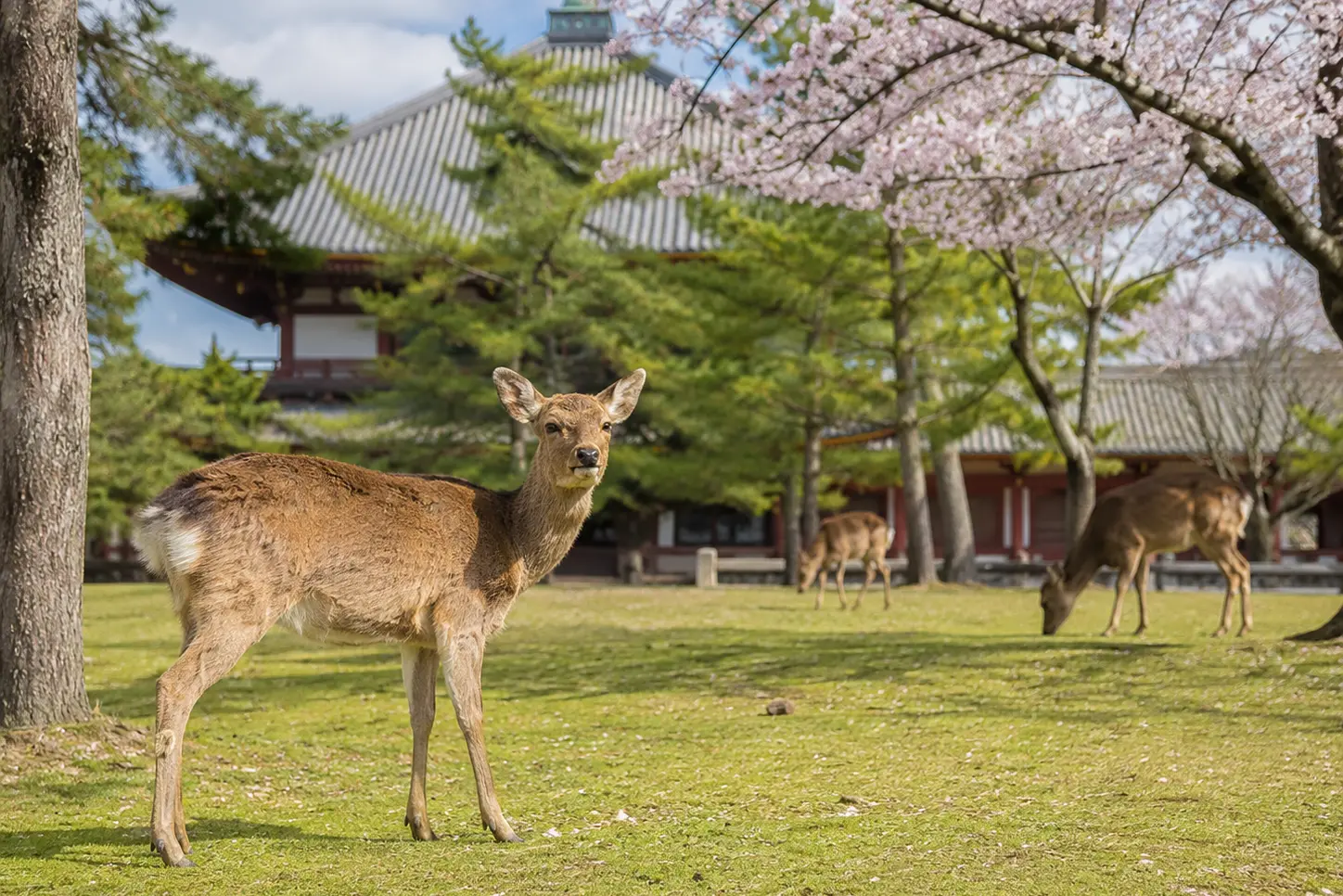 1786001519969727.webp 奈良公園.webp
